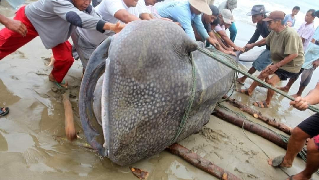 Indonésie : des habitants enterrent un requin-baleine échoué au lieu de le manger,un geste salué pour la protection de la nature